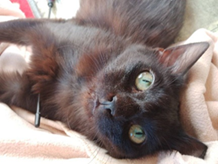 Sophie black cat lying down looking at camera